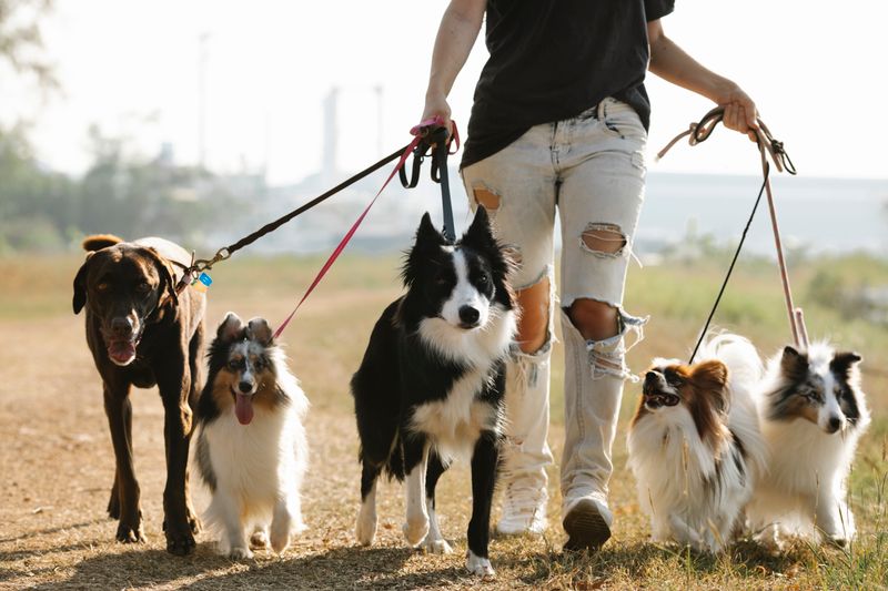 Pet Training Process