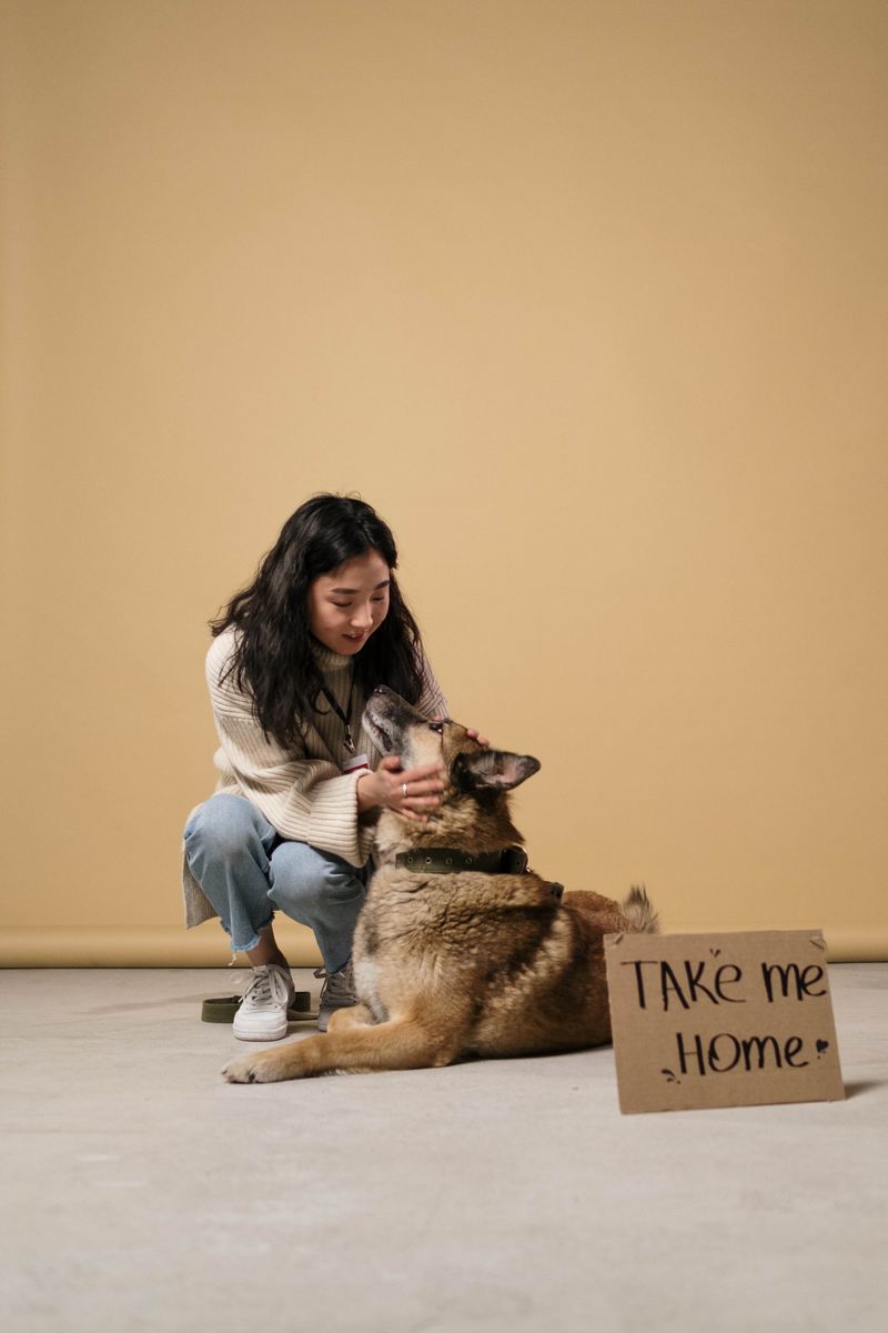 Pet App Functionality